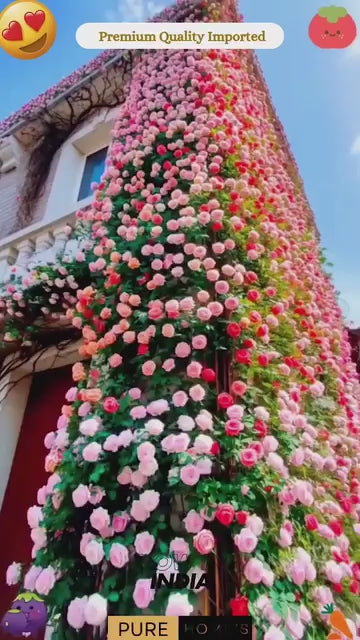 Elegant Climbing Rose Flower Seeds